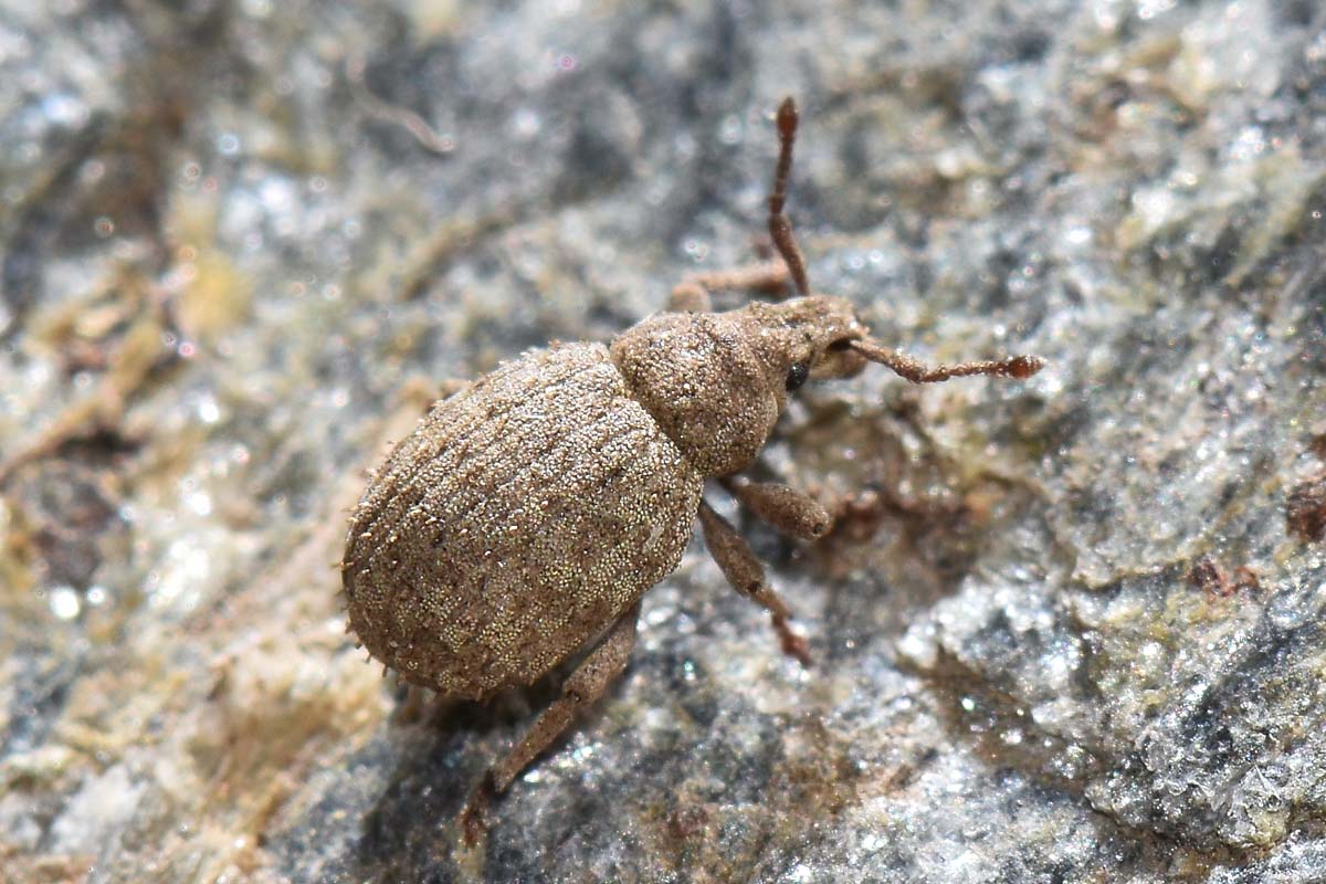 Curculionidae: Romualdius angustisetulus?   S !